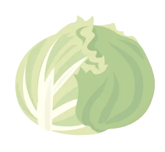 キャベツのイラスト